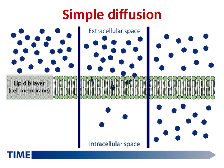 Structure and Functions of Biomembranes Cell structure