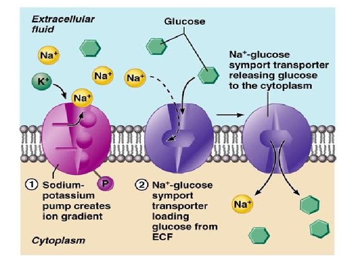 Structure and Functions of Biomembranes Cell structure