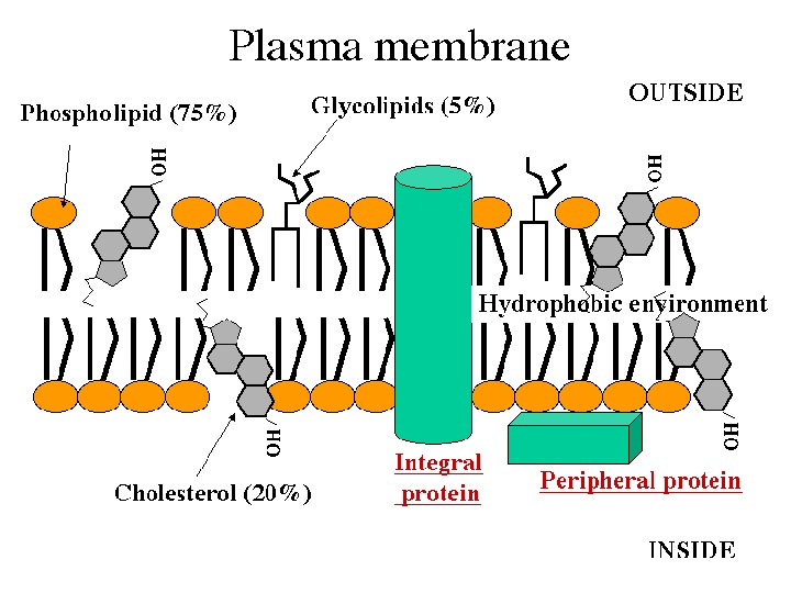 Structure And Functions Of Biomembranes Cell Structure