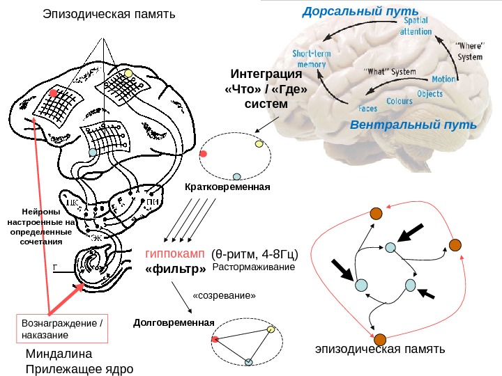 Кратковременная память картинки