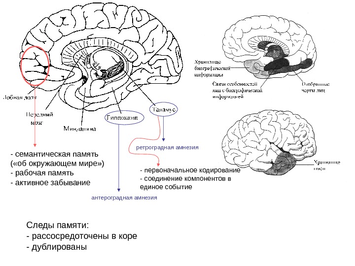 Память презентация по физиологии