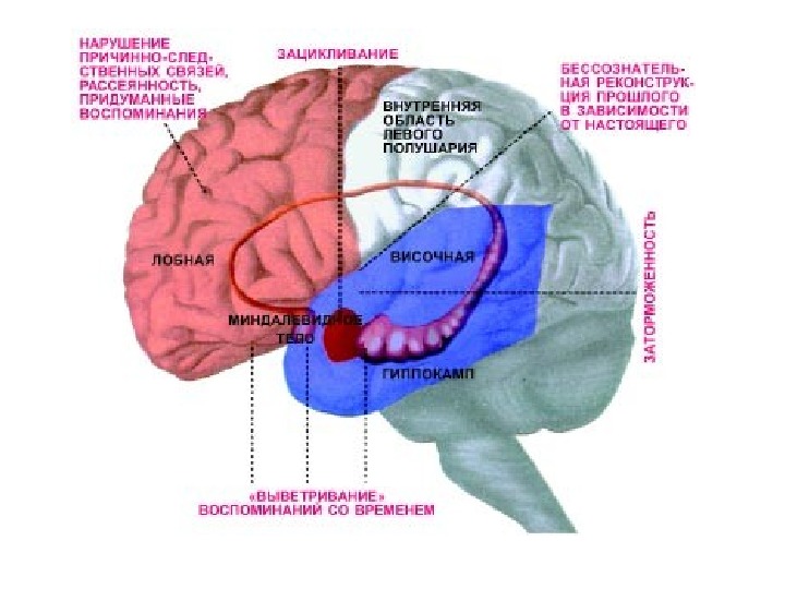Память в каком отделе мозга. Зона мозга отвечающая за память. Участок мозга отвечающий за кратковременную память. Структуры отвечающие за память. Центр кратковременной памяти в головном мозге.