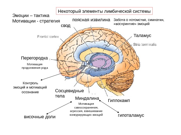 Схема лимбической системы