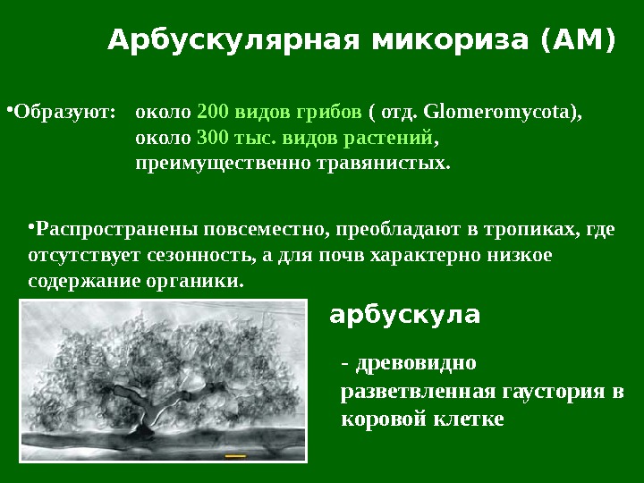 Арбускулярная микориза. Везикулярно-арбускулярная микориза. Арбускулярные микоризные грибы. Арбускулярная микориза растение.