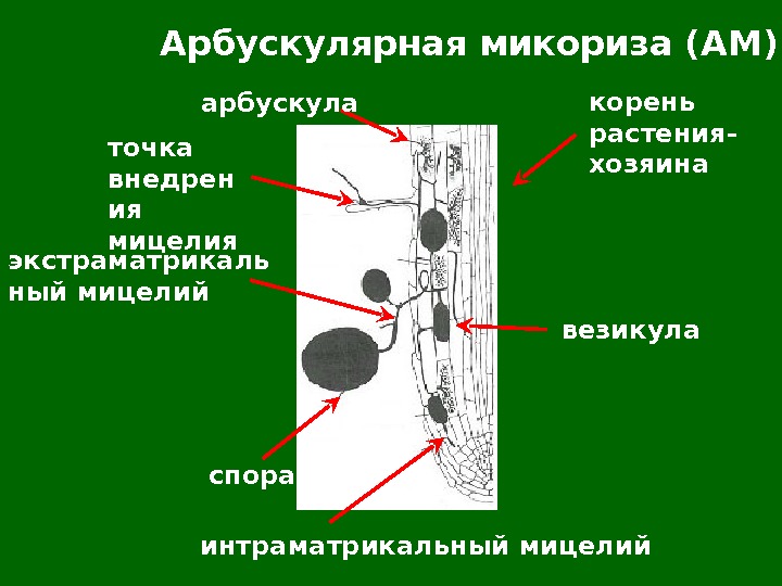 Арбускулярная микориза. Везикулярно-арбускулярная микориза. Арбускулярные микоризные грибы. Эктоэндотрофная микориза. Везикулы и арбускулы.