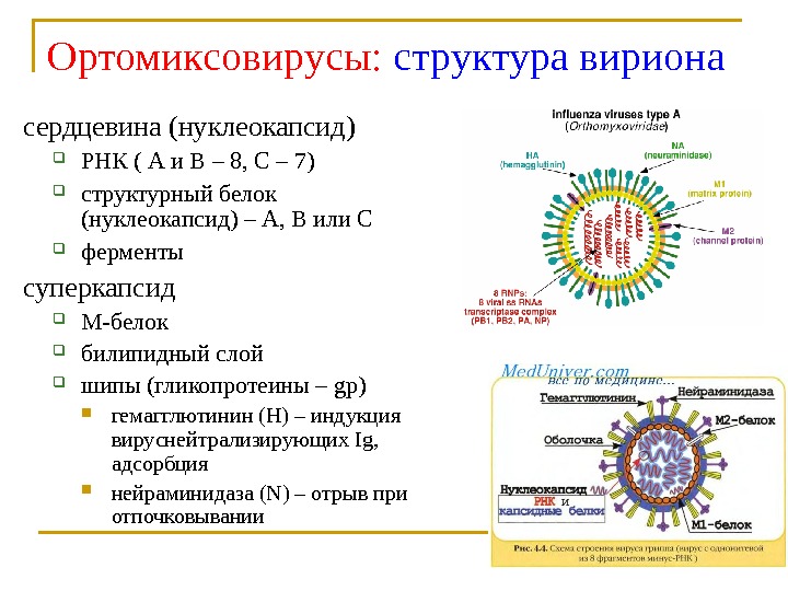 Ортомиксовирусы микробиология презентация