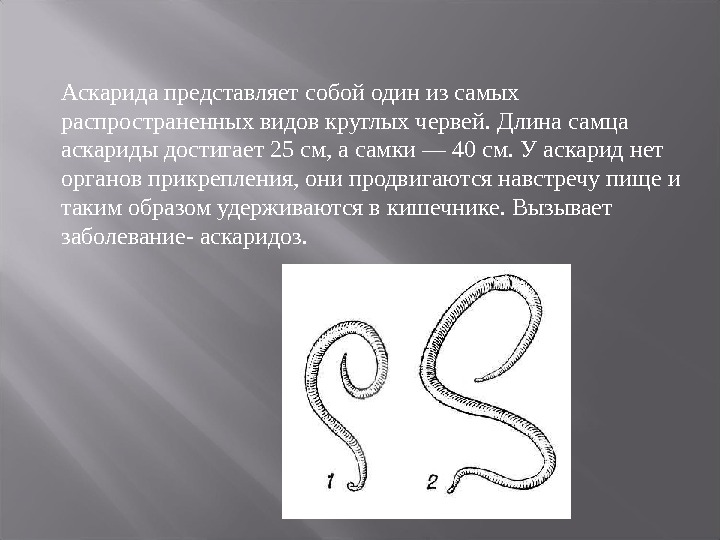 Чем представлены черви. Аскариды картинки с описанием. Аскаридоз презентация.