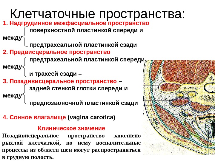 Клетчаточные пространства головы картинка