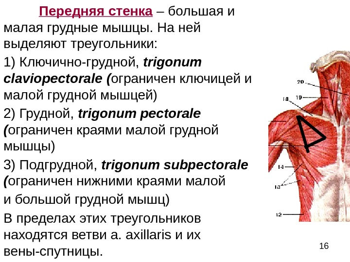 Топография подмышечной области схема