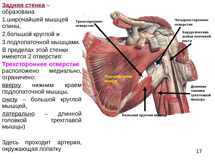 Топография подмышечной области схема