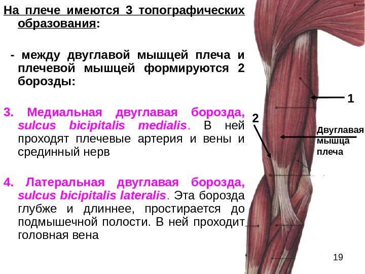 Плечевая это. Латеральная борозда двуглавой мышцы. Топографическая анатомия двуглавой мышцы плеча. Медиальная борозда двуглавой мышцы. Медиальная биципитальная борозда.