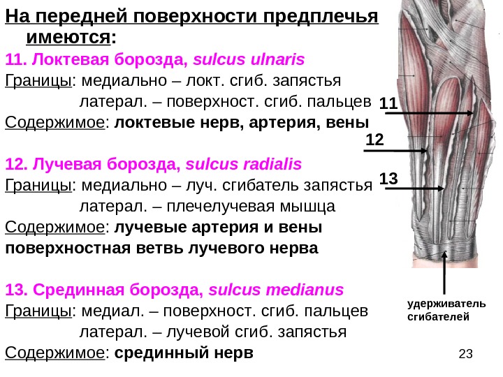 Локтевая ямка схема