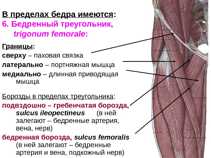 Приводящие латынь. Топографическая анатомия бедренного нерва. Бедренный треугольник мышцы. Паховая связка топографическая анатомия. Бедренный треугольник, Trigonum femorale.
