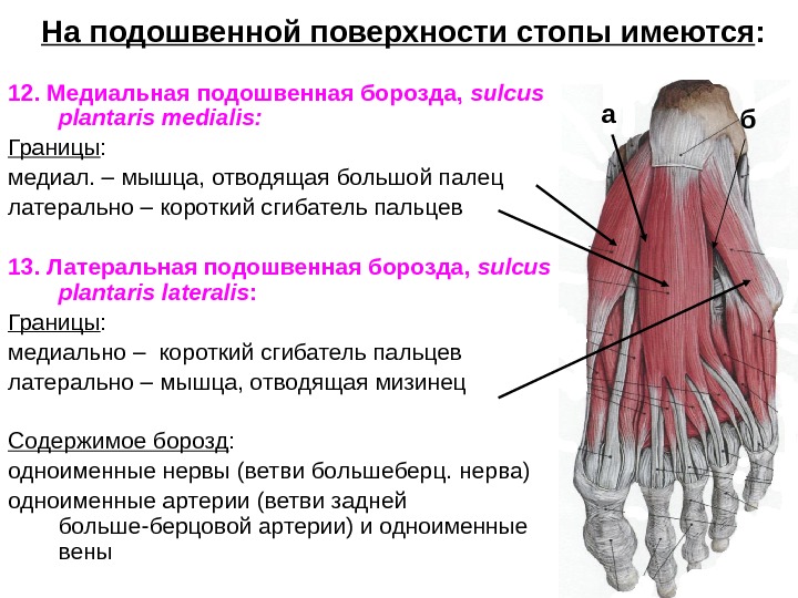 Схема жевательные мышцы