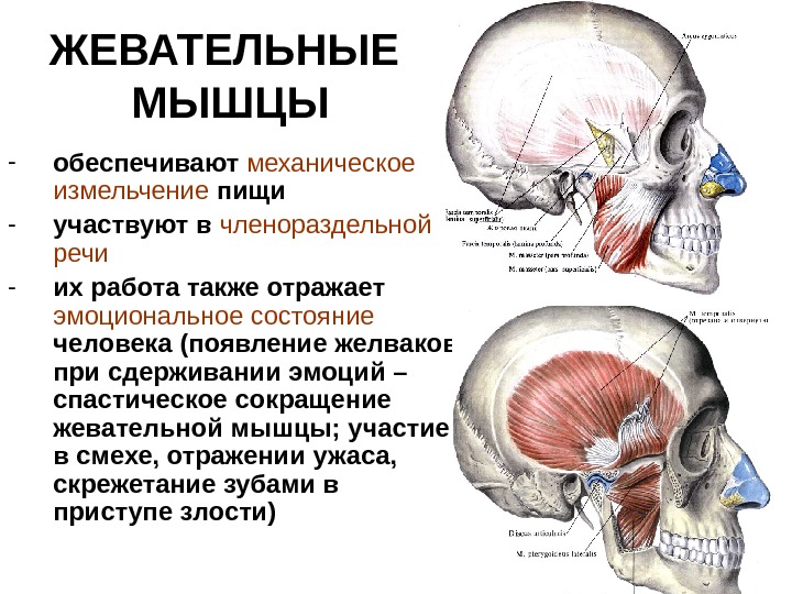 Жевательные мышцы схема