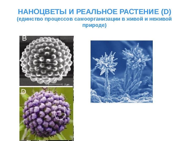 Физика в живой и неживой природе презентация