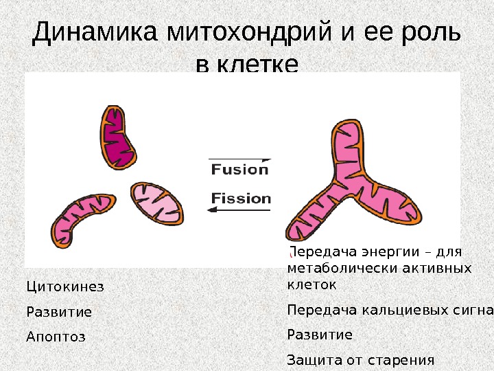 Передача клетка. Динамика митохондрий. Митохондрии трубчатого типа. Формы митохондрий. Митохондрии в клетке.