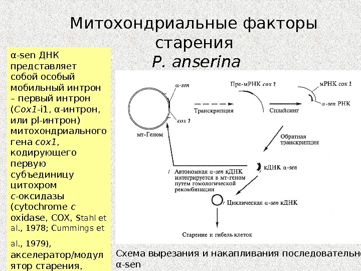 Митохондриальная теория старения презентация