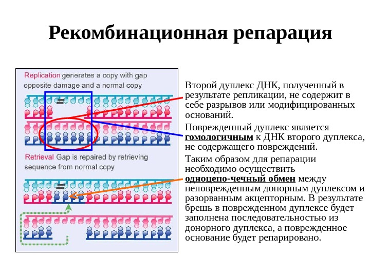 Редупликация днк последовательность. Условия необходимые для процесса репарации. Стадии репарации ошибок репликации. Повреждение и репарация ДНК. Репликация ДНК, репарация ДНК,.