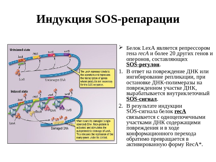 Днк способна. Ферментные системы репарации ДНК. Репликативная репарация. Механизмы репарации ДНК прямая. Типы репарации ДНК таблица.