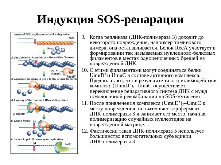 В синтезе белка участвуют ферменты. Ферментные системы репарации ДНК. Тиминовый димер репарация. Репарация неспаренных оснований мисмэтч-репарация эукариот. Процесс репарации ДНК схема.