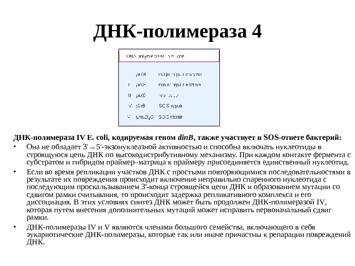 Активности днк полимераз. ДНК полимераза e coli. Активностью полимеразы. Экзонуклеазная активность ДНК полимеразы 1. 5 3 Экзонуклеазная активность ДНК полимеразы.