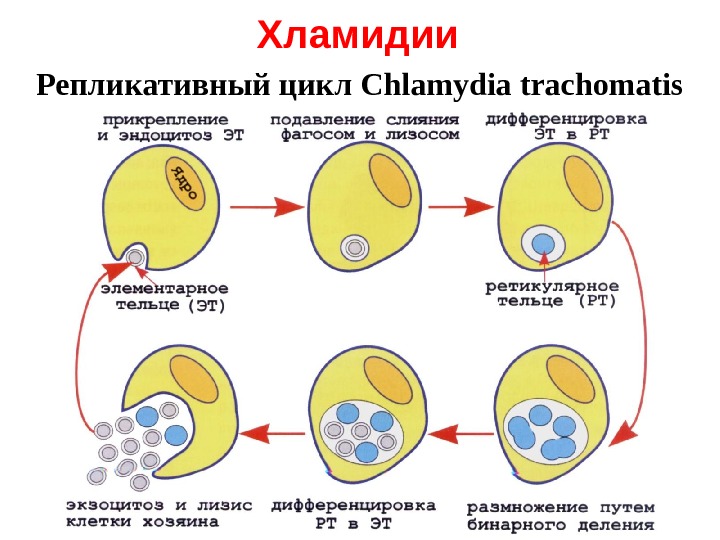 Хламидии презентация по микробиологии