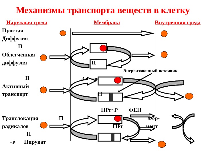 Поступление веществ в клетку схема