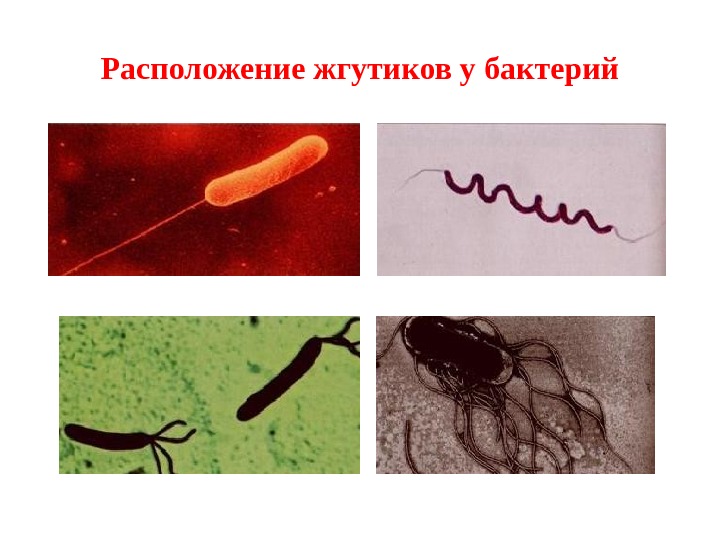 Институт физиологии микроорганизмов