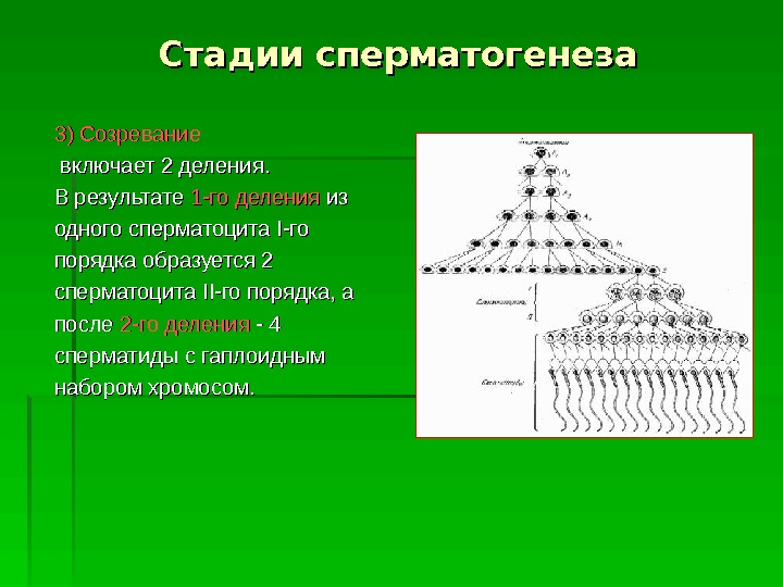 В результате сперматогенеза образуется. В результате сперматогенеза образу. В результате спермотогенез. Результат деления сперматогенеза.