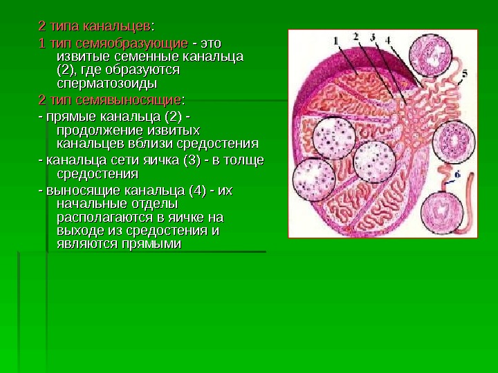 Половая система презентация