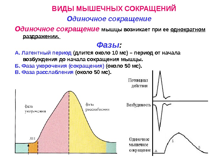 Частота сердечной мышцы. Механизм одиночного мышечного сокращения. Схема одиночного мышечного сокращения. Типы мышечных сокращений физиология. Типы сокращения скелетных мышц физиология.