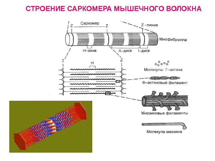 Организация миофибриллы схема