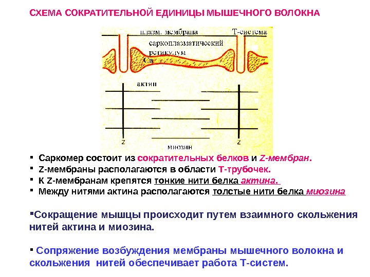 Нити белков