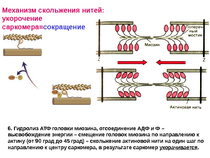 Движение нитей. Механизм мышечного сокращения схема. Саркомер механизм мышечного сокращения. Сокращение мышц актин и миозин. Схема механизма сокращения и расслабления саркомера.