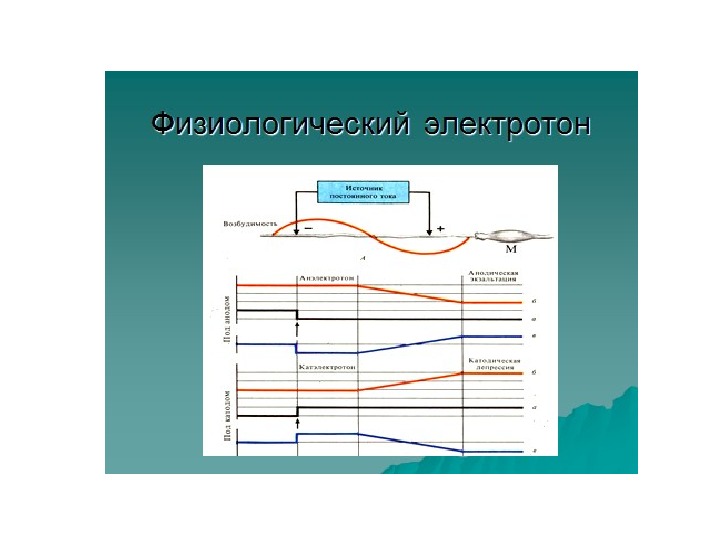 Электротон. Физиологический электротон это физиология. Физический электротон физиологический электротон. Анэлектротон физиология. Закон физиологического электротона физиология.