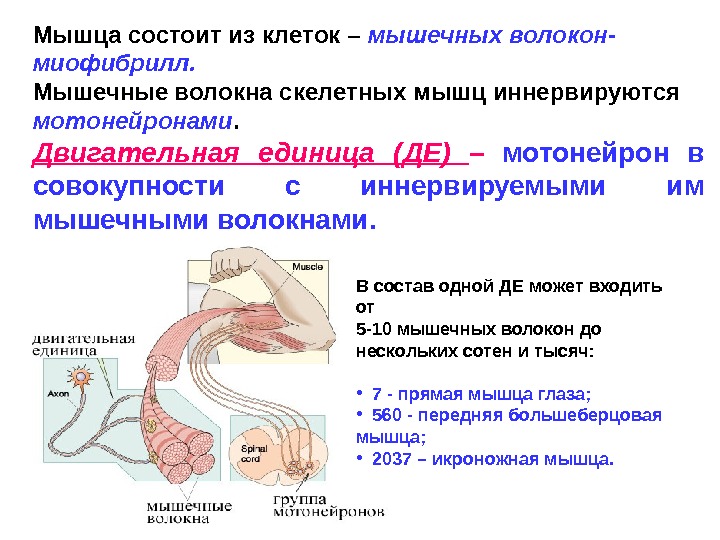 Мышцы иннервируются. Мышечные волокна скелетных мышц иннервируются. Двигательная единица состоит из. Двигательная единица мышцы состоит из. Мышца состоит из волокон:.