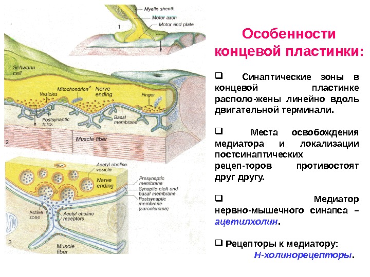 Потенциал концевой пластинки. Двигательная концевая пластинка. Концевая пластинка мышечного волокна. Нервно мышечная концевая пластинка. Потенциал концевой пластинки – э.