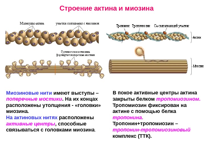 Моторная единица мышцы это