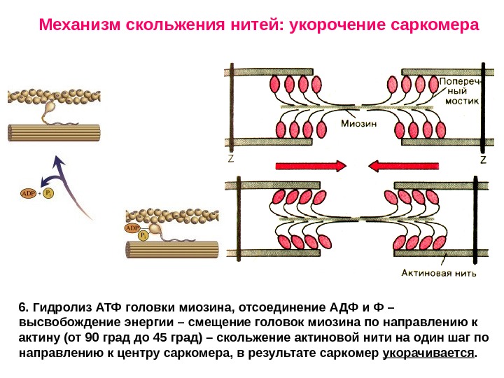 Сокращение актина и миозина. Механизм мышечного сокращения саркомера. Механизм скользящих нитей физиология. Механизм скольжения актина и миозина. Схема движения актина и миозина.