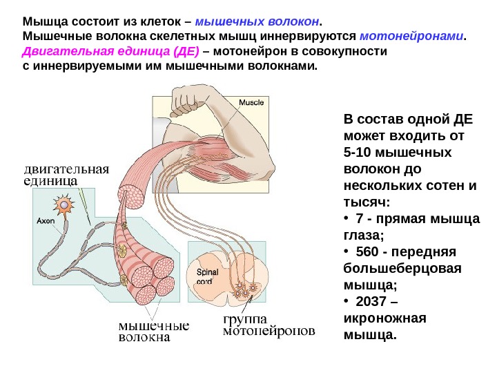 Иннервирующие мышцы. Мышечные волокна скелетных мышц иннервируются. Мотонейрон двигательные единицы мышечные волокна. Двигательные волокна иннервируют. Иннервация скелетных мышц.