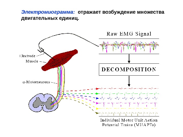 Работа мышц физиология. Двигательные единицы электромиография. Возбуждение мышц физиология. Двигательная единица ЭМГ. Шишелова физиология.