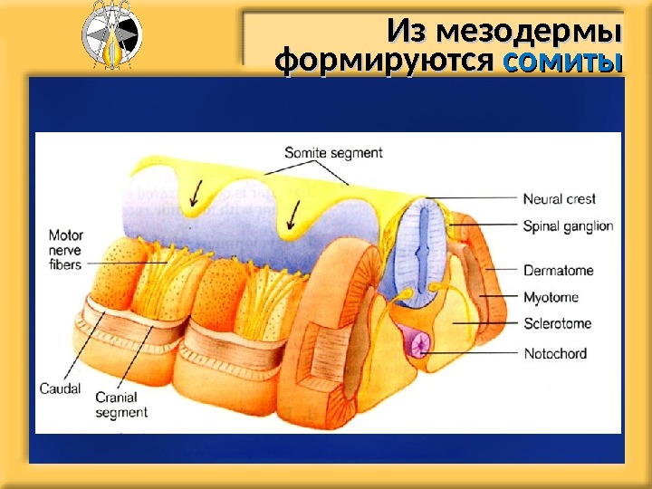 Сомиты мезодермы. Сомиты. Что формируется из сомитов. Что образуется из сомитов.