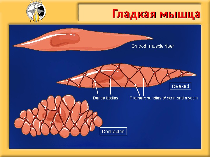 Smooth muscle. Гладкая мускулатура актин и миозин. Гладкии мыщца актин и миозина волокна. Гладкая мышечная ткань актин и миозин. Миозин в гладких мышцах.