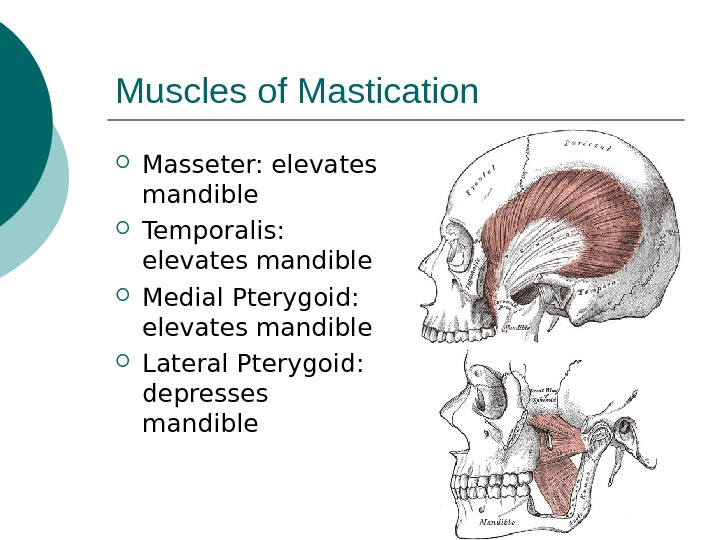 Muscles Of Facial Expression Smiling Muscles 