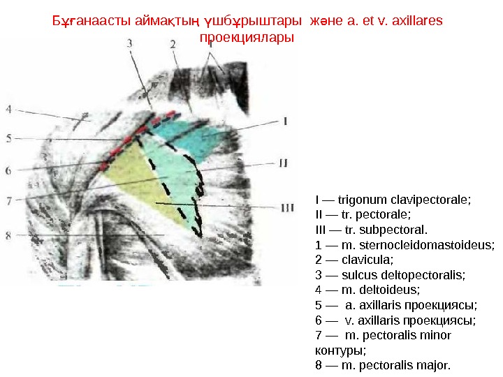 Укажите что образует медиальную стенку cavitas axillaris