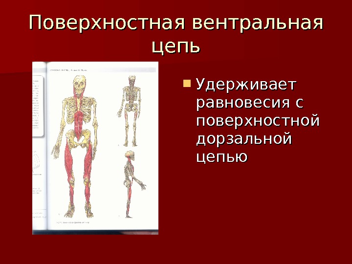 Миофасциальные цепи схема