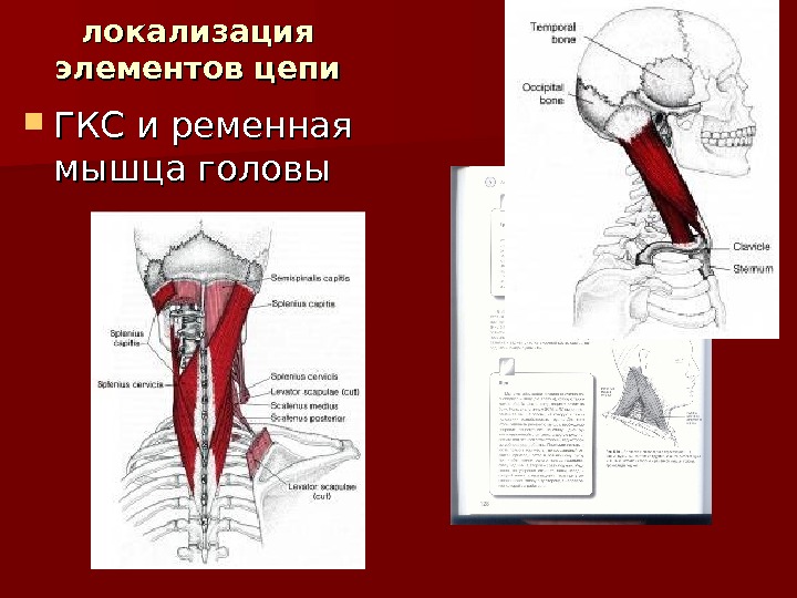Миофасциальные цепи схема