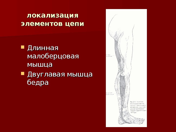 Невропатия малоберцового нерва мкб 10. Длинная малоберцовая мышца. Длинная малоберцовая мышца болит. Болит длинная малоберцовая мышца причина. Короткая малоберцовая мышца.