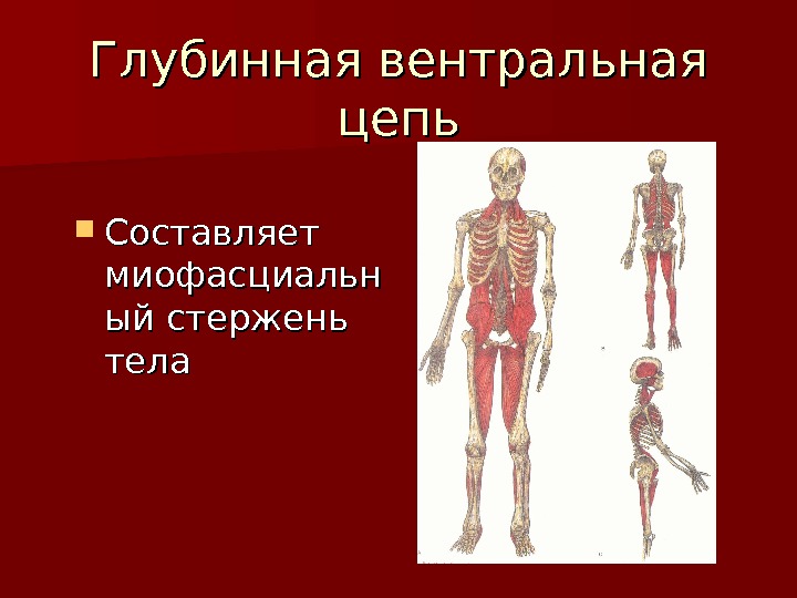 Миофасциальные цепи схема